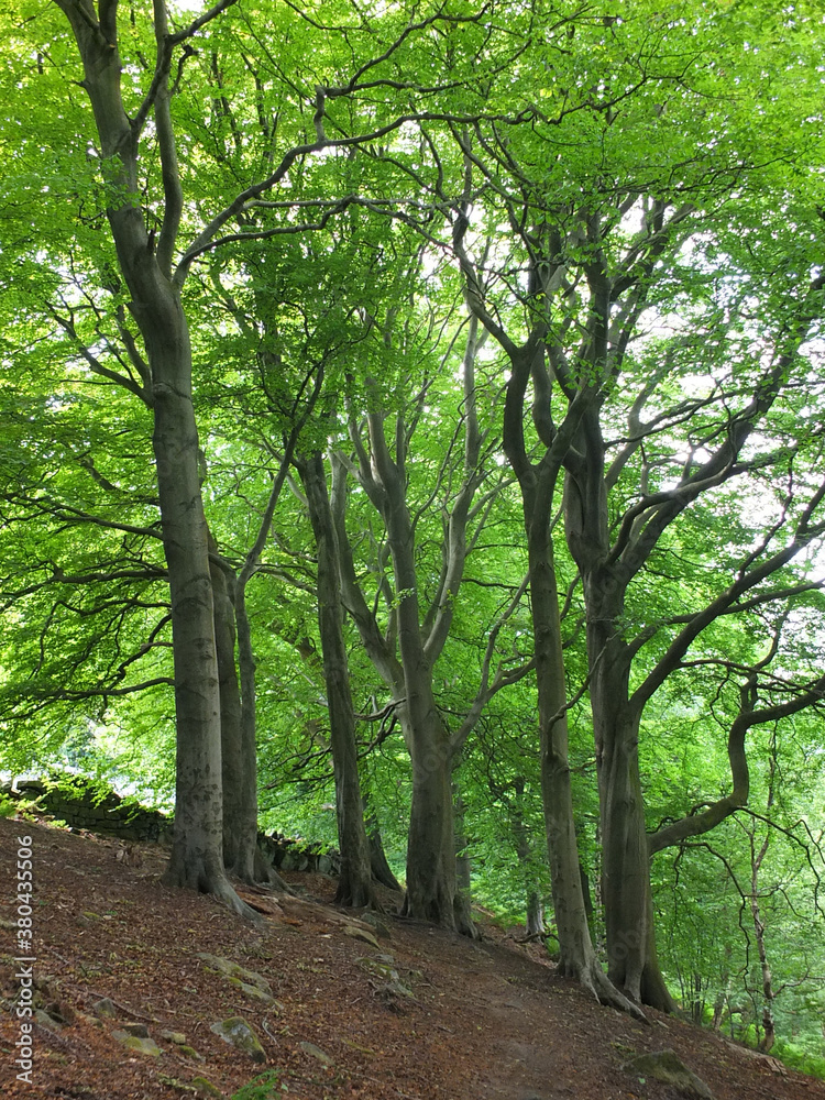 tall forest beech trees with vibrant green summer leaves on a hillside in crow nest woods in west yorkshire tall forest beech trees with vibrant green summer leaves on a hillside in crow nest woods in west yorkshire