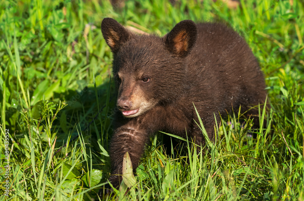 Fototapeta premium Black Bear Cub (Ursus americanus) Walks Left Through Grass Summer