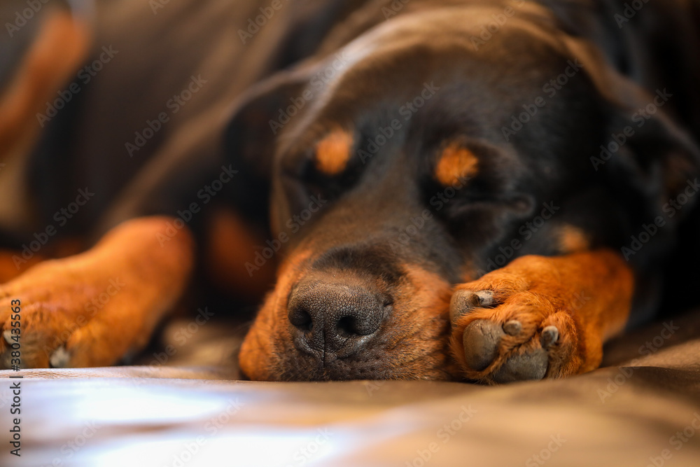Beautiful brown and tan female rottweiler dog sleeping on leather lounge Beautiful brown and tan female rottweiler dog sleeping on leather lounge