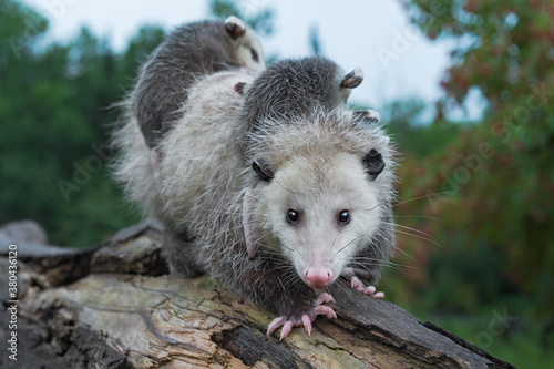 Virginia Opossum (Didelphis virginiana) Steps Forward on Log Joeys on Back Summer