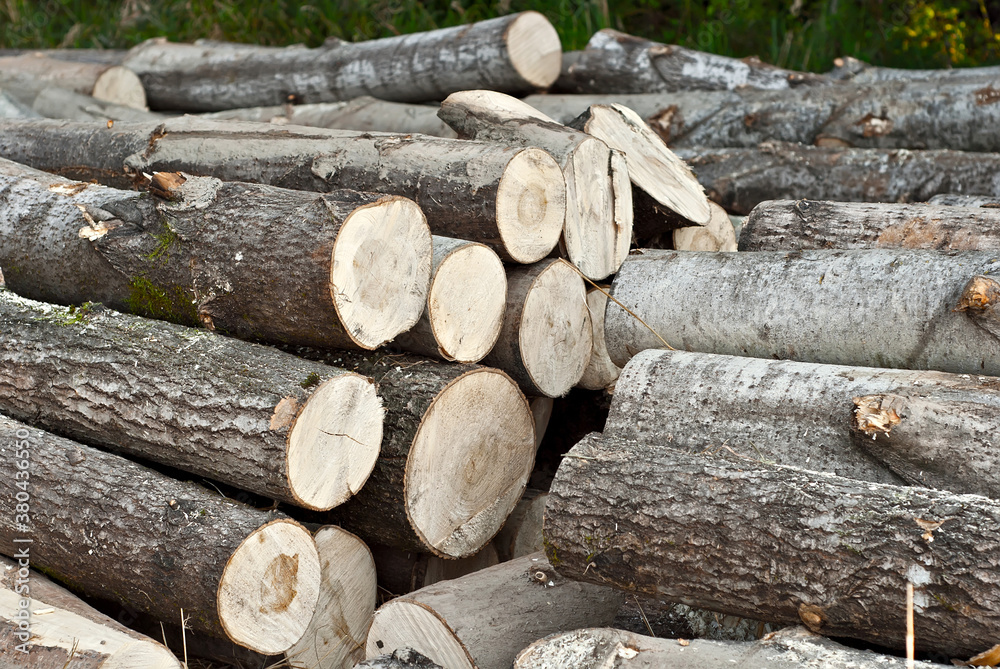 The felled trees lie on the ground. Logs close up on a pile on a forest background. The concept of illegal deforestation and environmental protection. The felled trees lie on the ground. Logs close up on a pile on a forest background. The concept of illegal deforestation and environmental protection.