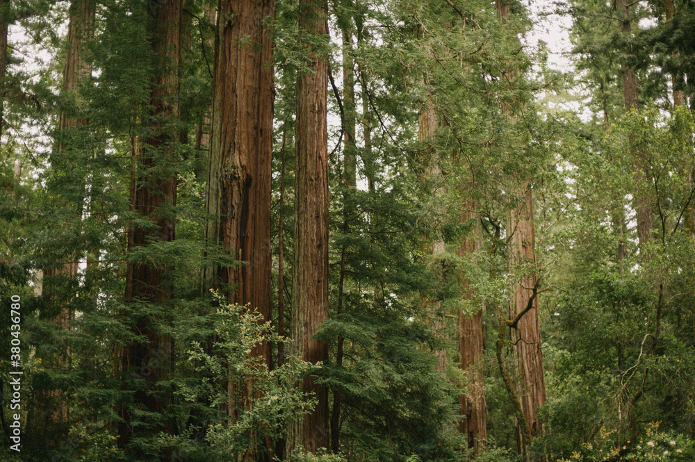 Large sequoia redwood tree forest in California Large sequoia redwood tree forest in California
