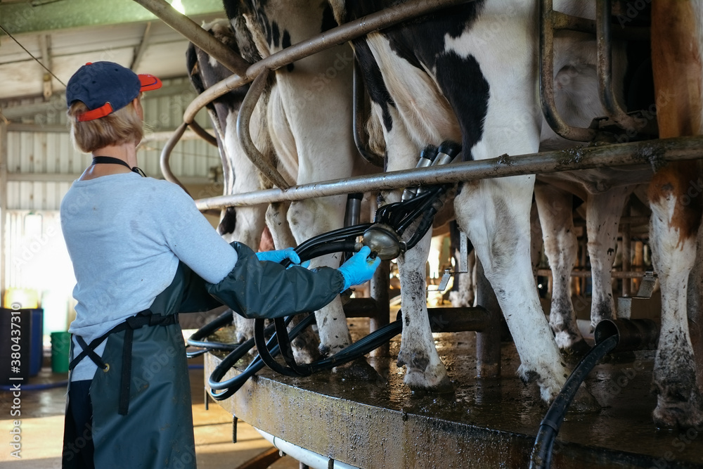 Dairy farmer removing milking cups from cow on rotary dairy