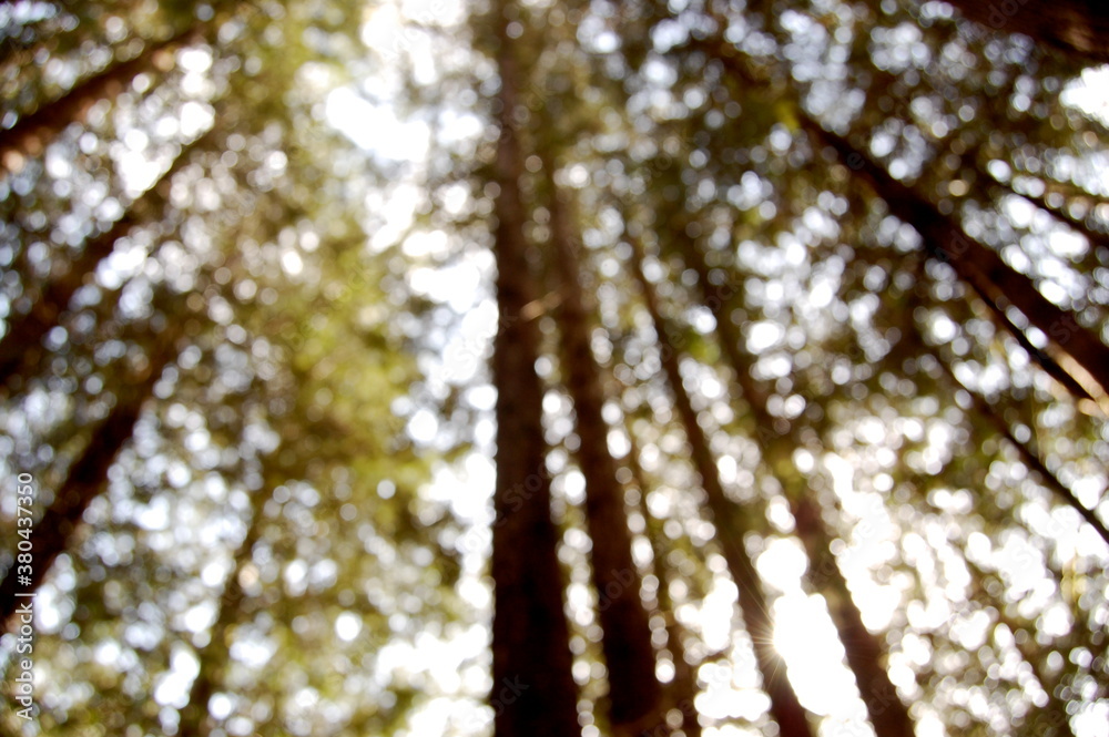 Looking up at a blurry forest canopy Looking up at a blurry forest canopy