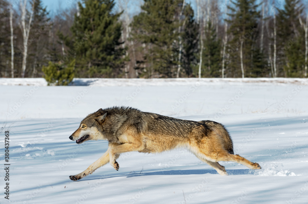 Grey Wolf (Canis lupus) Runs Left Through Snow in Field Winter