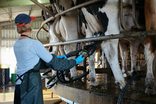 Dairy farmer removing milking cups from cow on rotary dairy photo