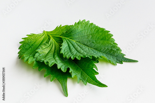 Multiple perilla or shiso leaves on white background photo