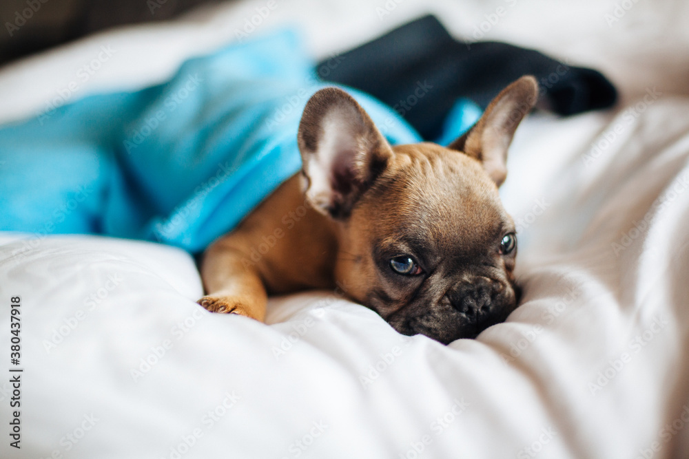 A french bulldog puppy wrapped in blankets lying on a bed A french bulldog puppy wrapped in blankets lying on a bed
