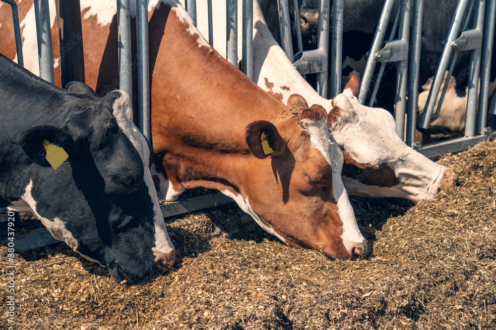 Cows on dairy farm eating hay in outdoor barn. Breeding and feeding for milking cattle. Cows on dairy farm eating hay in outdoor barn. Breeding and feeding for milking cattle.