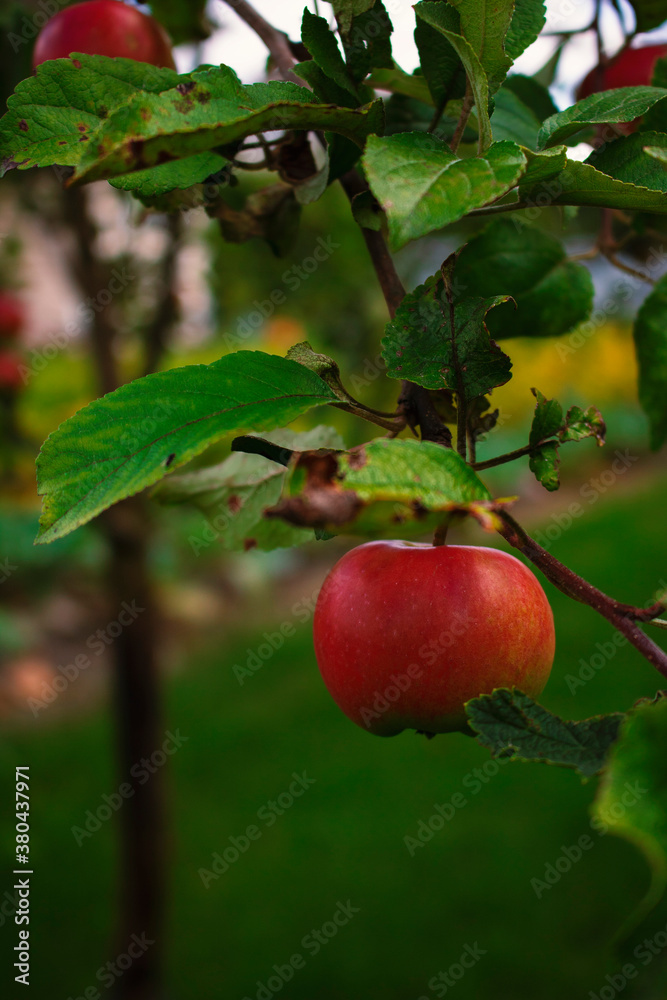 Obraz premium apples on tree