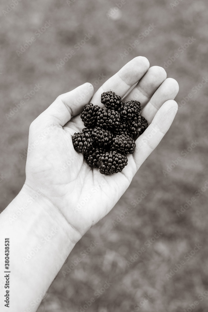 Hand with open palm and filled with blackberries Hand with open palm and filled with blackberries