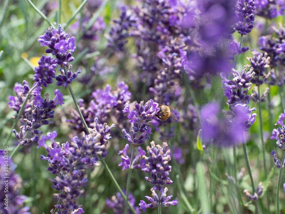 Obraz premium Flora