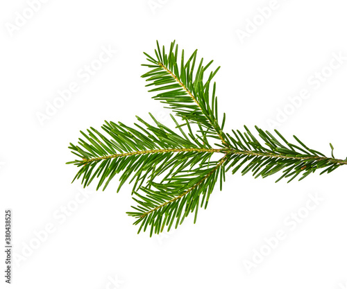 Close up branch of green spruce tree isolated