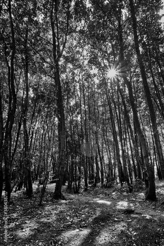 Sunlight coming through trees monochrome