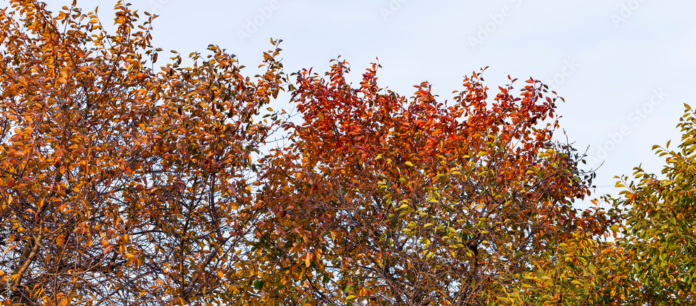 Cherry tree with reddening leaves. Autumn, fall landscape with a tree full of colorful, falling leaves, sunny blue sky. Perfect seasonal theme. Flora with red-scarlet foliage. Cherry tree with reddening leaves. Autumn, fall landscape with a tree full of colorful, falling leaves, sunny blue sky. Perfect seasonal theme. Flora with red-scarlet foliage.