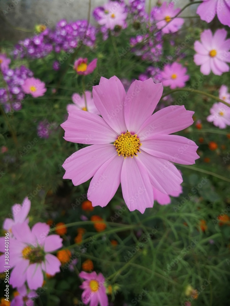 Kosmeya flowers blooms in the garden,cloudy September, warm weather today Kosmeya flowers blooms in the garden,cloudy September, warm weather today