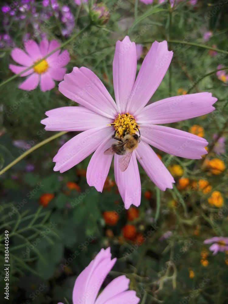 Kosmeya flowers blooms in the garden,cloudy September, warm weather today Kosmeya flowers blooms in the garden,cloudy September, warm weather today