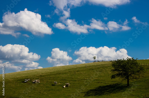 champ dans la campagne avec des vaches