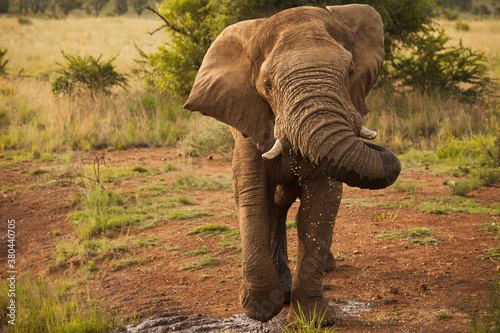 Éléphant en Afrique du Sud