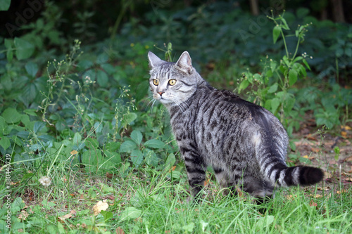 wild cat hunting in the forest