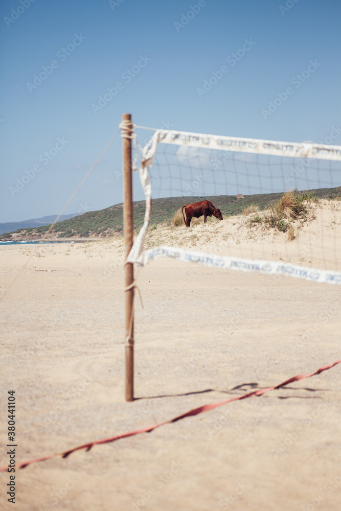 Animals on the beach of Piscinas - Sardinia