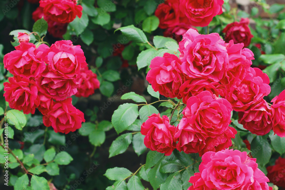 Hot pink roses against an old brick wall. Hot pink roses against an old brick wall.
