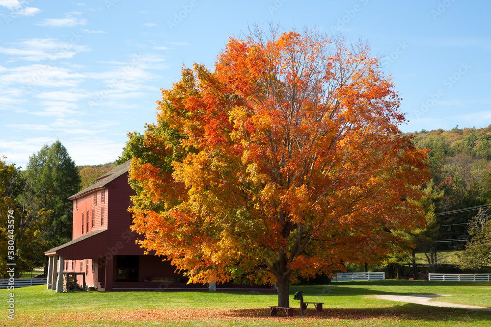 Hancock, Massachusetts, Red barn and a maple tree at peak fall color on a farm near Hancock.