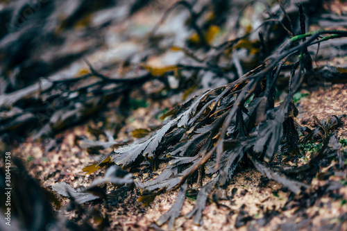 Serrated Wrack (Fucus serratus). Wales, UK.