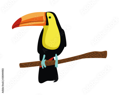 wild toucan exotic bird animal