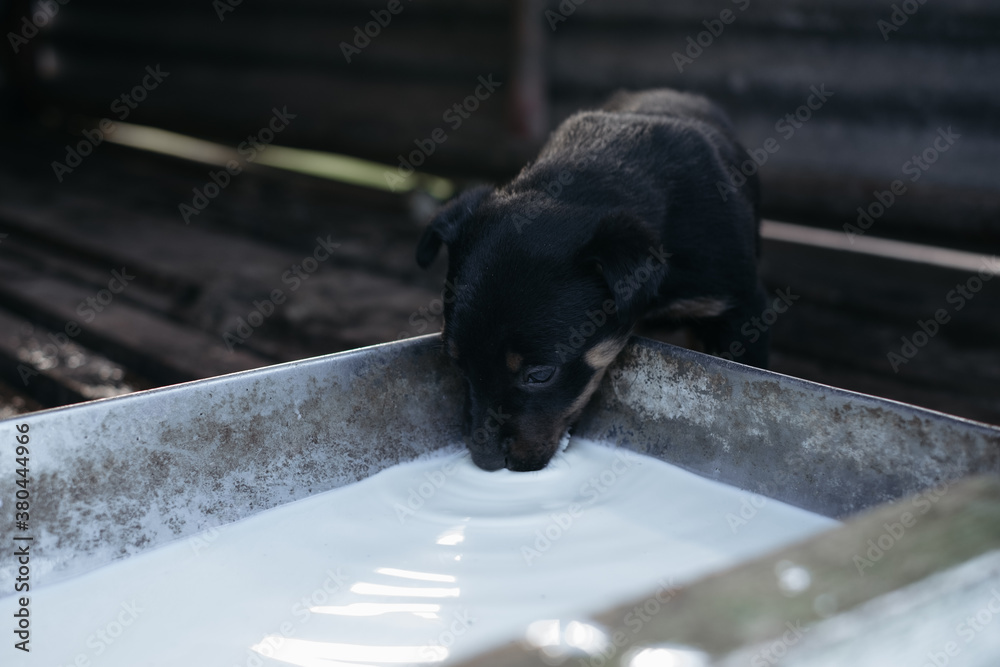 Farm puppy dog drinking milk from a trough Farm puppy dog drinking milk from a trough