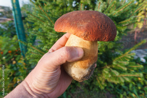 boletus edulis mushroom in the forest