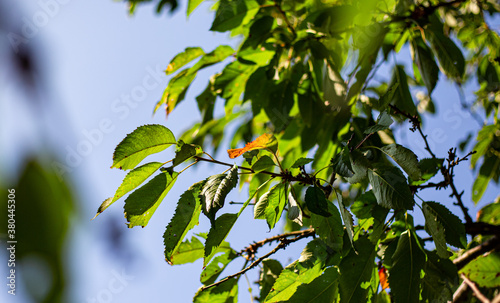 Cherry tree leaves shifting colours in the autumn 2 photo