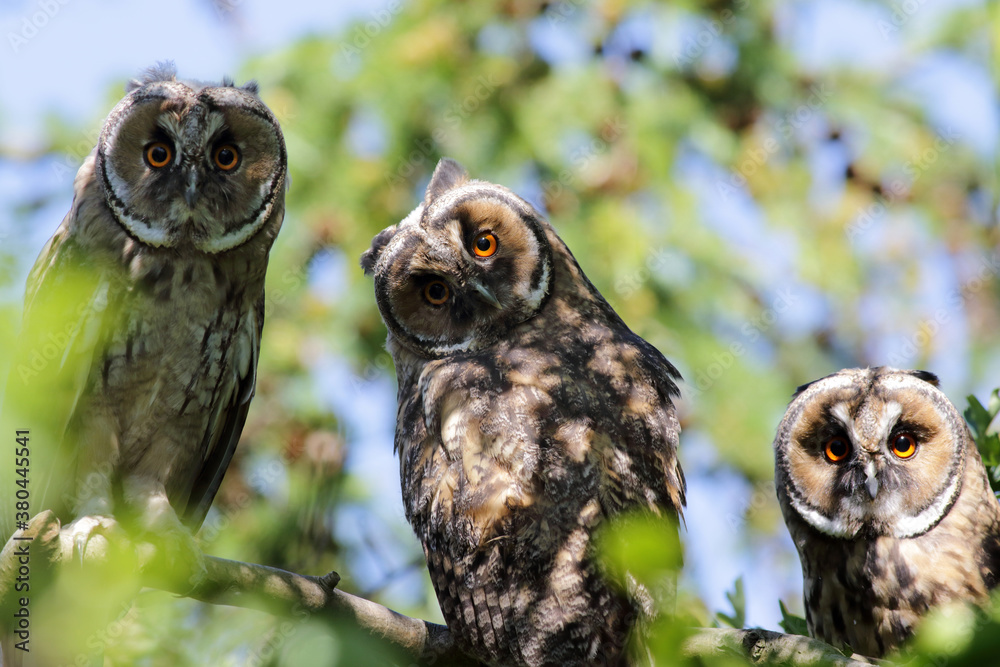Long-eared owl family, up in a tree Long-eared owl family, up in a tree