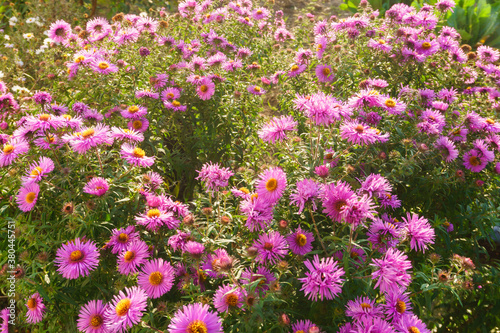 field of pink and yellow flowers