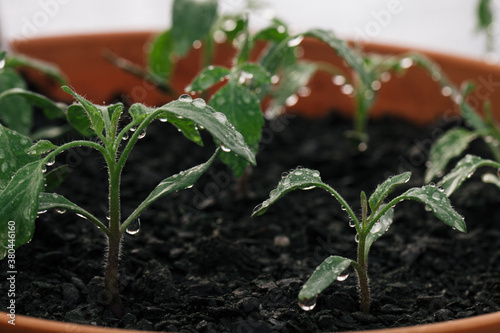 Eggplant seedling