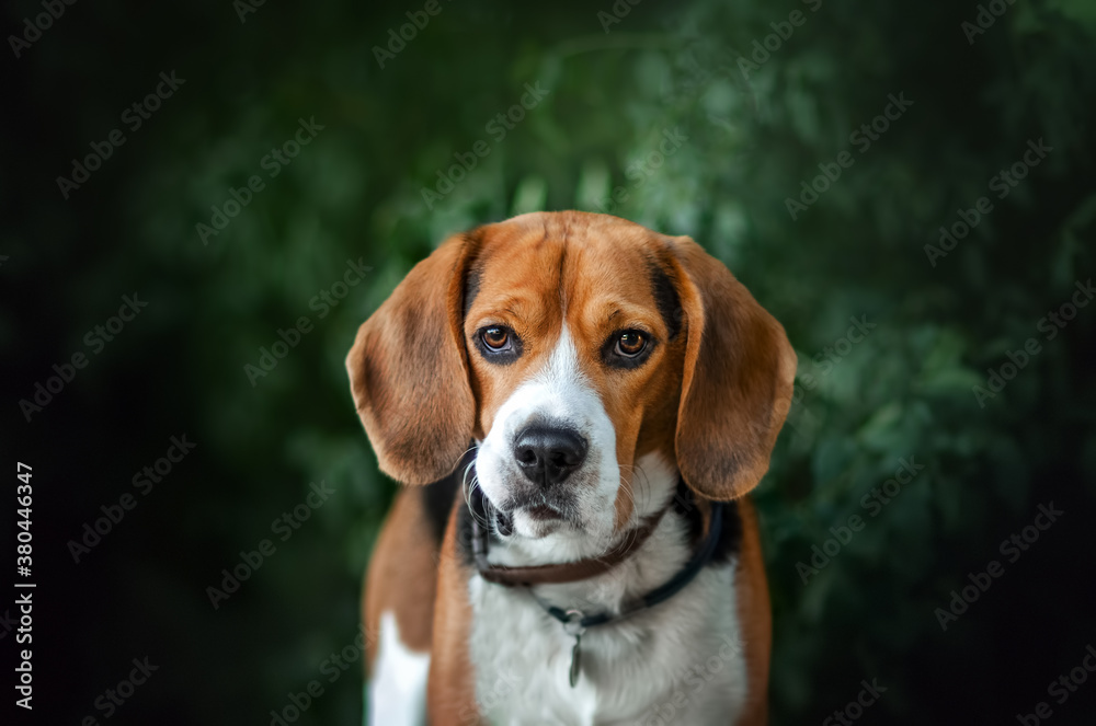 beagle dog lovely autumn pet portrait magic light
