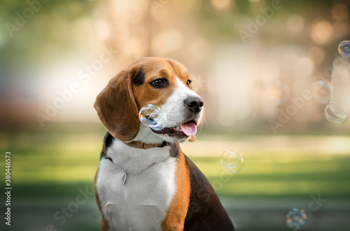 beagle dog lovely portrait with bubbles pet magic light 