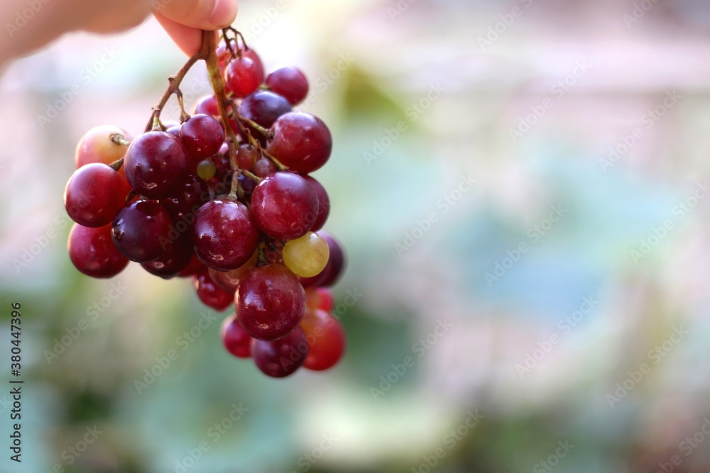 Hand holding picked red grapes in a garden. Selective focus. Hand holding picked red grapes in a garden. Selective focus.