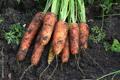 A large bunch of orange carrots with roots and leaves lies on the damp ground of a farm bed.Ripe unwashed vegetables.