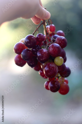 Hand holding picked red grapes in a garden. Selective focus.