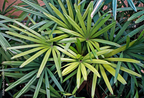 Broadleaf lady palm (Rhapis excelsa)