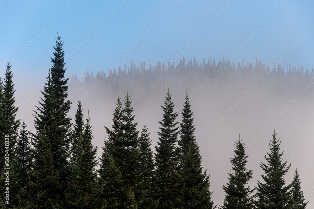 Foggy mountain landscape with fir forest