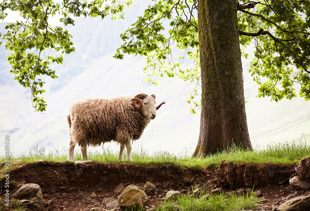 Horned sheep stood in the shade of a tree. Cumbria, UK. Horned sheep stood in the shade of a tree. Cumbria, UK.