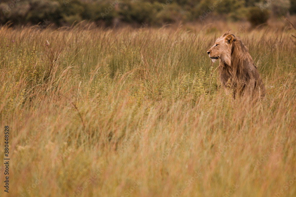 Lion