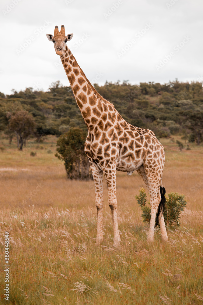 Obraz premium Girafe