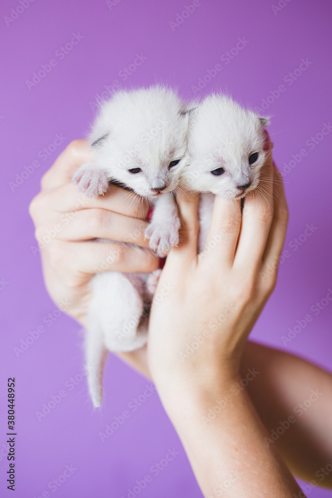 Young woman holding two siamese kittens Young woman holding two siamese kittens