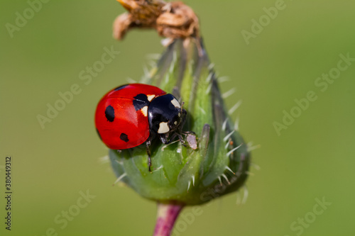 Macro of ladybug (Adalia bipunctata) eating aphids on stem © mehmetkrc