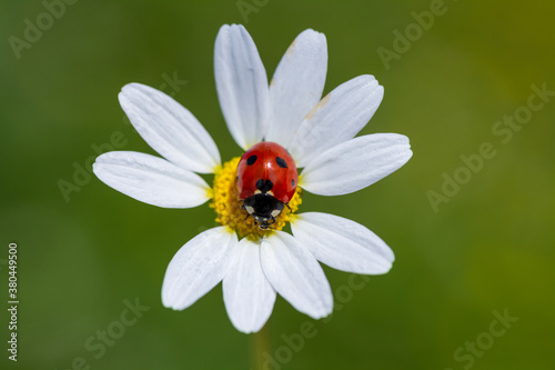 Spring background with daisies and ladybug