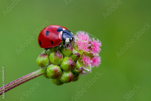 Ladybug and flower on a green background © mehmetkrc