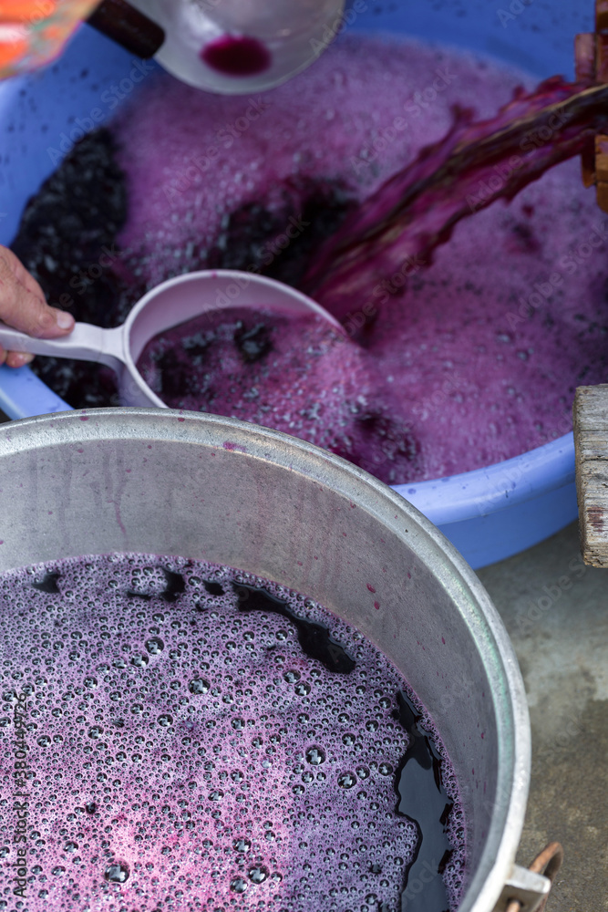 The winemaker pours grape juice for transportation into barrels. The winemaker pours grape juice for transportation into barrels.